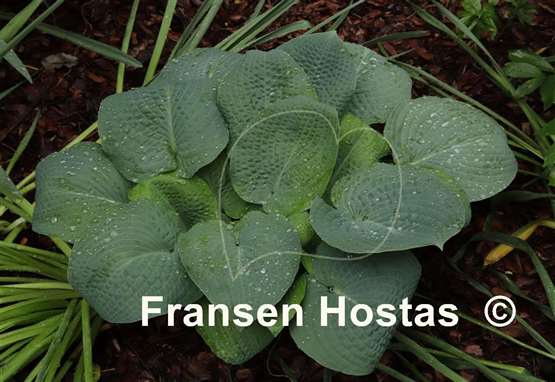 Hosta Sapphire Pillows